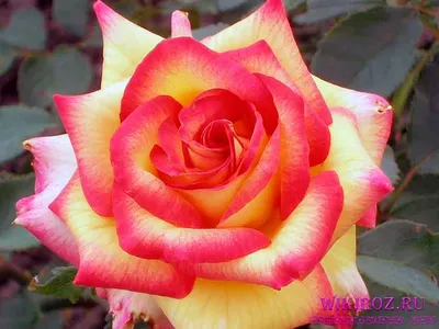 Мои двухцветные розы — на Дальнем Востоке и Кубани. Сравнительные  характеристики сортов. Фото — Ботаничка