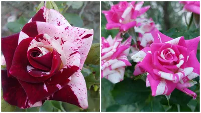 Двухцветные розы сорта двухцветные розы сорта (105 фото) - фото - картинки  и рисунки: скачать бесплатно