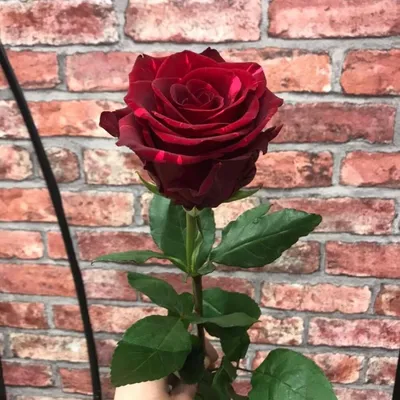 Двухцветные розы сорта двухцветные розы сорта (105 фото) » НА ДАЧЕ ФОТО