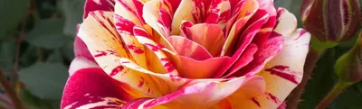 Двухцветные розы для вашего сада | Интернет-магазин садовых растений