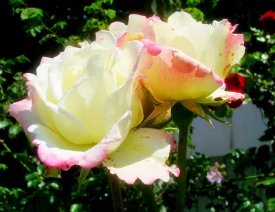 Розы-биколоры на фото и в саду. Часть 1 | Ars Operandi | Дзен