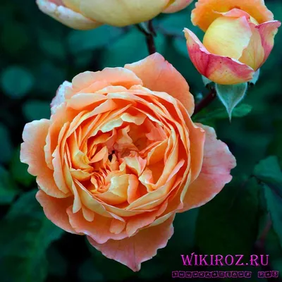 Двухцветная бордовая роза Ред Пантер (Red Panther Rose)