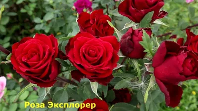 Роза чайно-гибридная сорт \"Пасадена\" красная с белыми тонами