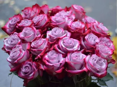 Топ-5 сортов двухцветных роз | Fermer.Blog | Дзен