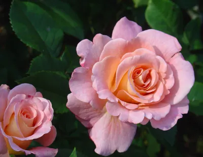 ТОП 11. Розы шедевры! Самые лучшие и обильноцветущие сорта чайно-гибридных  роз! - YouTube
