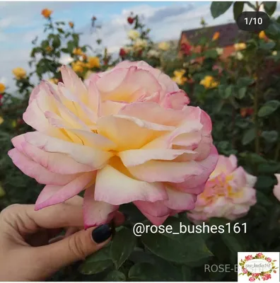 Букет из 25 роз сорта Дип Перпл 80 см купить в Москве - цена 3 690 руб c  бесплатной доставкой ✿ Интернет-магазин Bella Roza