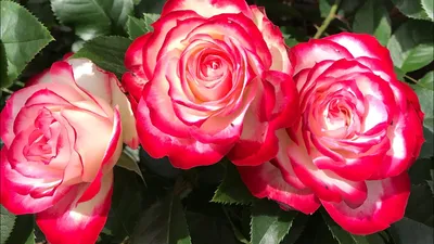 Саженцы чайно-гибридных роз - красные и малиновые сорта