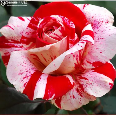 Саженцы розы сорт Свитхарт купить | Питомник Агро Бреза Украина