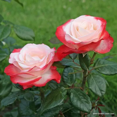 FloraLab21 - Розы сорта High Yellow Magic (Хай Елоу Меджик) двухцветные розы  желтого тона с ярко-красной окантовкой. Пышный бутон до 7 см диаметром,  аромат тонкий😇, эффектно смотрятся в объемном монобукете🌹. Стойкие в