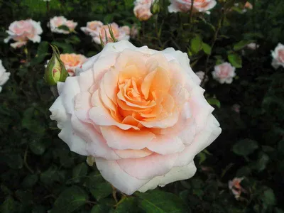 www.divosad.com.ua - Каталог - Саженцы роз парковых. Кремовые,  бело-розовые, белые сорта