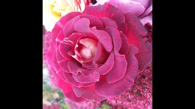 Двухцветные розы: сорта с фото и названиями, плетистые, чайно-гибридные,  флорибунда