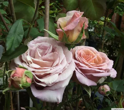 Букет из 25 розовых роз сорта Хермоза (Hermosa) купить с доставкой по  Минску - Acuba di Flora