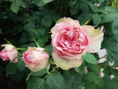 Саженцы роз от Наталии | Facebook