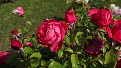 Саженцы чайно-гибридных роз - красные и малиновые сорта