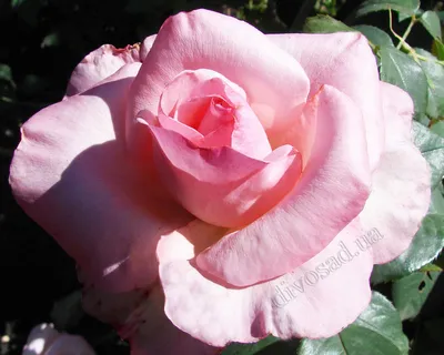 Роза чайно-гибридная двухцветные сорта - купить по низкой цене с доставкой