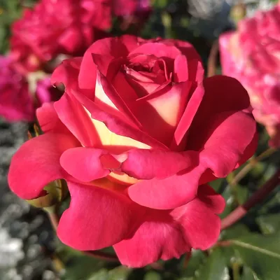 Двухцветные розы: какие бывают сорта