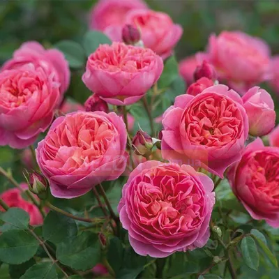 Стойкие сорта роз, мощные кусты с обильным цветением, крупным цветком и  превосходным ароматом! - YouTube