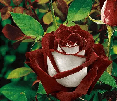 Архивы Розы Чайно-гибридные | Курские корни | Питомник растений