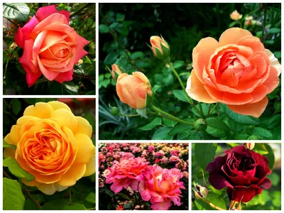 Мои двухцветные розы — на Дальнем Востоке и Кубани | Розы, Выращивание роз,  Желтые розы