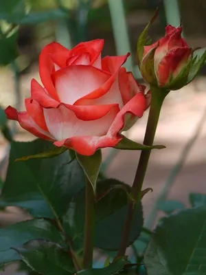 Двухцветные розы - 70 фото
