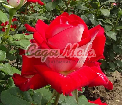 Двухцветные розы: сорта с фото и названиями, плетистые, чайно-гибридные,  флорибунда
