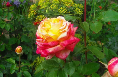 51 малиновo-белая роза роза Дабл Фэшн | купить недорого | доставка по  Москве и области | Roza4u.ru
