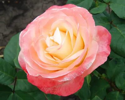 9 восхитительных сортов спрей-розы для средней полосы | В цветнике  (Огород.ru)