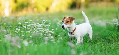 Zoe the jack russell 💗 | Щенки джек рассел, Джек рассел, Джек рассел терьер