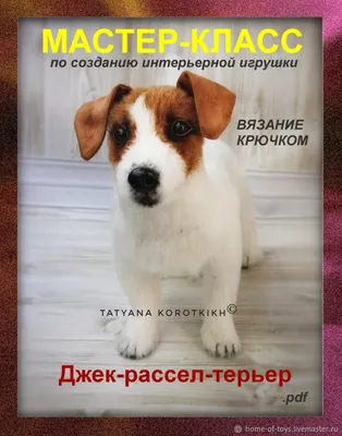 Лекция о породе джек рассел терьер Дегтярь Ирина. - Джек рассел терьеры  питомника Альграфс