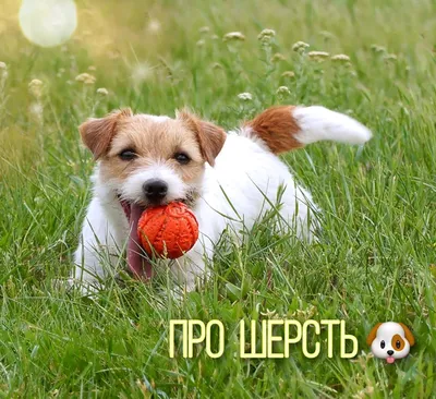 Типичные болезни джек-рассел терьера