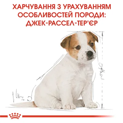 Щенок джек рассел терьера лежит на земле, Фотографии щенка джек рассела фон  картинки и Фото для бесплатной загрузки