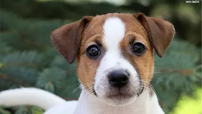 ROYAL CANIN JACK RUSSEL PUPPY сухой корм для щенков породы Джек Рассел  терьер от 1 до 10 месяцев 1,5 кг