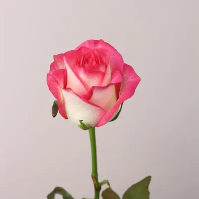 Купить Роза Джумилия 60 см в Краснодаре