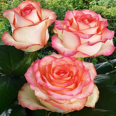 15 розовых роз Джумилия купить недорого | доставка по Москве и области |  Roza4u.ru
