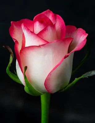 Купить розы Джумилия оптом по лучшим ценам в Москве - Ступинский тепличный  комбинат Мосроза