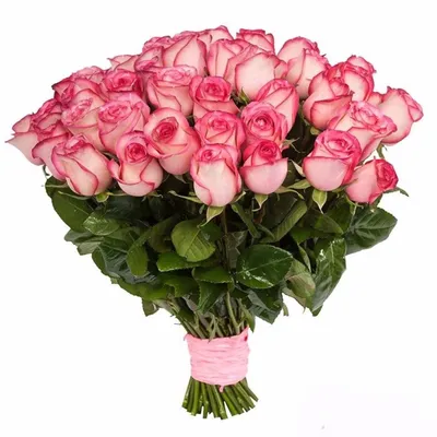 Роза бело-розовая Джумилия 50 см - Цветы24