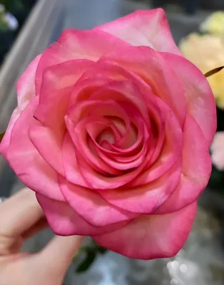 Букет из роз сорта Jumilia (Джумилия) 💐| Купить Цветы в Майкопе