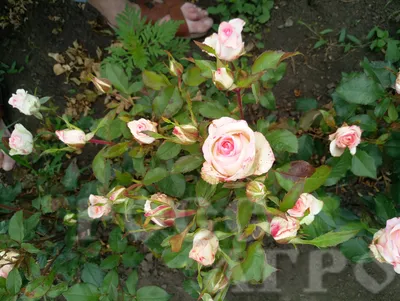 А) 21 Роза \"Джумилия\" (Кения) 40 см и скидки в интернет магазине цветов Роз  Новоросс