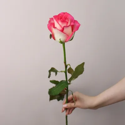 Первая любовь\" Розово-белая роза сорт Джумилия 70 см доставка в Перми |  159buketov.ru