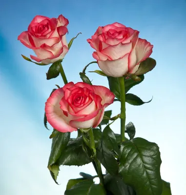 Букет: роза сорт Джумилия (Jumilia) | Купить розы Джумилия