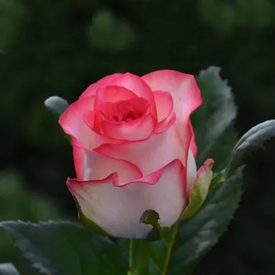 Роза Джумилия купить оптом от производителя Мокшанские розы