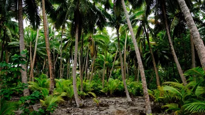5 лучших локаций для отдыха в джунглях