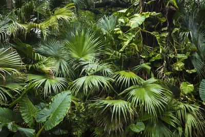 изображение джунглей с водой отраженной в некоторых тропических растениях,  джунгли борнео изображение фото малайзия, Hd фотография фото, вода фон  картинки и Фото для бесплатной загрузки