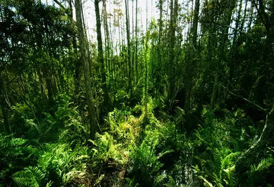 Купить фотообои \"Густые джунгли\" в интернет-магазине в Москве
