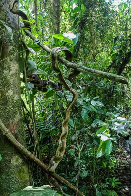 15 фильмов про джунгли для тех, кто мечтает о путешествии - Лайфхакер