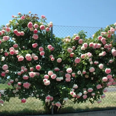 Саженцы Роза Парковая Ред эден роуз (red eden rose) купить в Москве и  Подмосковье | «Царь Сад»