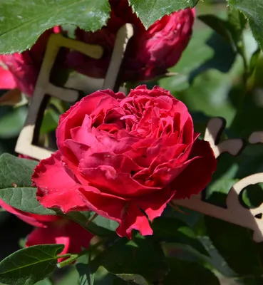 Rosa 'Pierre de Ronsard' — Википедия