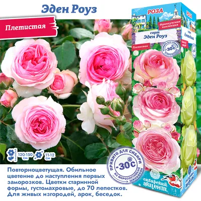 Роза Eric Tabarly / Red Eden Rose - Meilland (Франция) - купить online |  Магазин «Мой Сад»