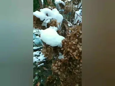 Эффект падающего снега: картина морозной красоты