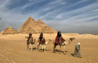 Правила ввоза животных в Египет | Animals Travel